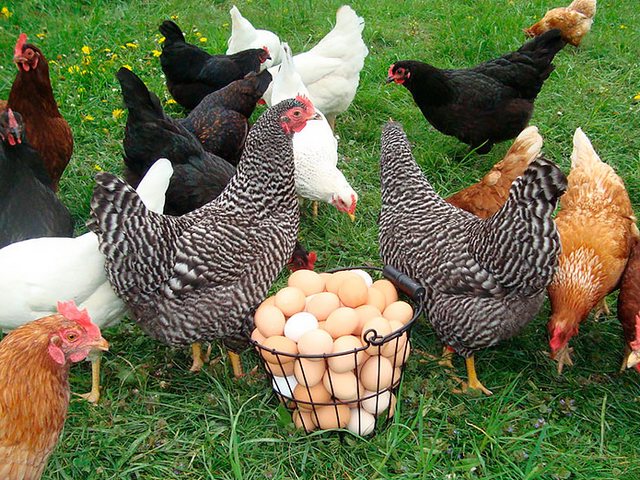 Содержание кур и уход за ними | ЗооТом - продажа, вязка и услуги для животных в Апшеронске