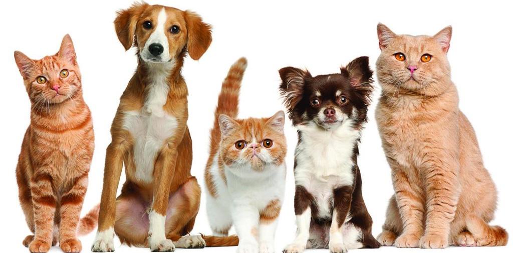 Доска объявлений о животных | ЗооТом - продажа, вязка и услуги для животных в Апшеронске