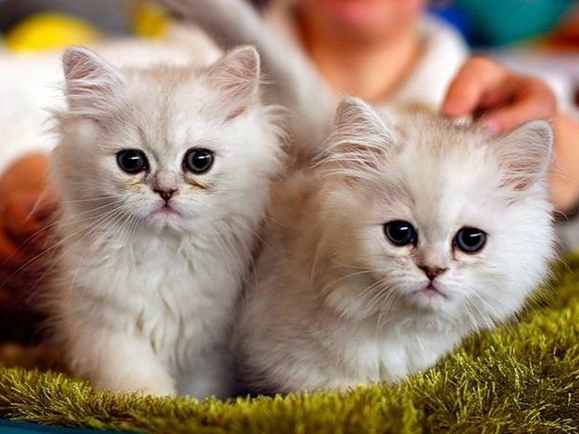 Породы кошек в Апшеронске | ЗооТом портал о животных