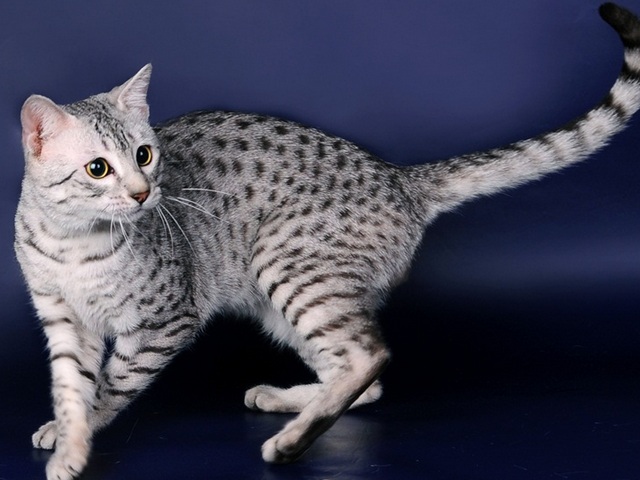 Породы кошек в Апшеронске | ЗооТом портал о животных
