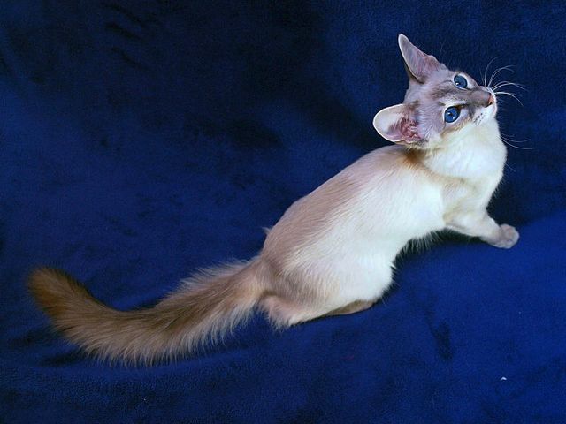 Выведенные породы кошек в Апшеронске | ЗооТом портал о животных