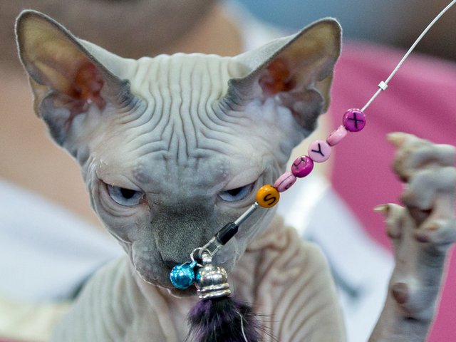 Выставки кошек в Апшеронске | ЗооТом портал о животных