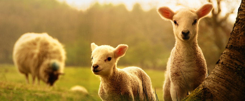 Объявления о сельскохозяйственных животных | ЗооТом - продажа, вязка и услуги для животных в Апшеронске