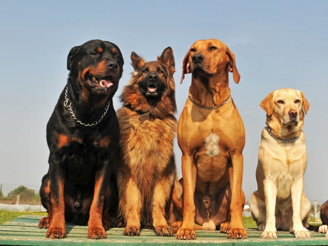 Крупные породы собак в Апшеронске | ЗооТом портал о животных