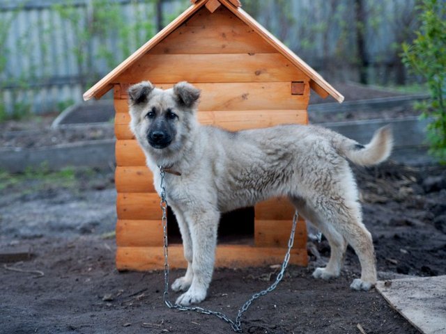 Все о собаках в Апшеронске Все о собаках в Апшеронске